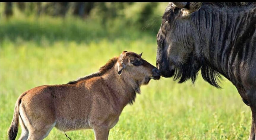 Calving season Ndutu
